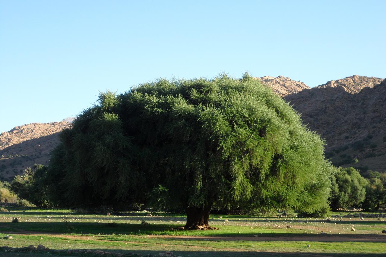 Kasbah Chez Amaliya * Tafraout